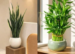 5 cây cảnh cho spa giúp không gian thư giãn, hút tài lộc