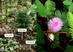 5 cây thuốc nam tiêu biểu chữa mất ngủ
