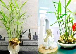 Đây là lý do xu hướng trồng gừng thủy sinh trong nhà ngày càng được ưa chuộng