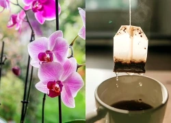 Hoa lan "rất thích" được bón thứ này vào mùa thu: Nhà nào cũng có sẵn!