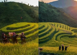 Khám phá vùng cao Pu Nhi qua sắc vàng ruộng bậc thang và sắc màu văn hóa Mông