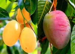 Tác dụng với huyết áp của quả xoài