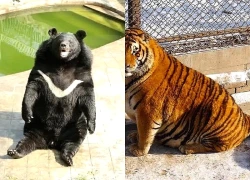 Vườn thú Phàn Chi Hoa gây sốt vì loạt động vật béo phì, quá khổ