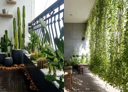 Nhà phố có ban công hướng Tây nên trồng loại cây nào vừa xanh mát, giảm tiếng ồn lại hợp phong thủy