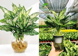Cách trồng cây ngọc ngân thủy sinh tại nhà đơn giản, dễ chăm