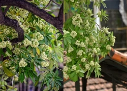 Cắt tỉa hoa sữa ở Hà Nội chỉ là giải pháp tình thế, nên sớm di dời xa khu dân cư