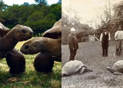 Cụ rùa già nhất thế giới mở ra hy vọng chống lão hóa, có thể giúp loài người sống lâu hơn