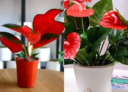 Dân văn phòng muốn góc làm việc tươi mát, đừng bỏ qua 4 loại cây xanh này