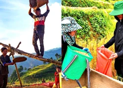 Độc đáo cảnh đập lúa bằng Pảng Thống của người Mông ở Mù Cang Chải