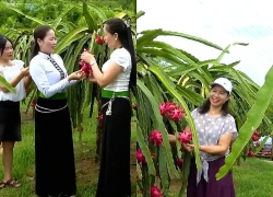 Lễ hội Mường Lò: Đánh thức tiềm năng từ những vườn trái ngọt
