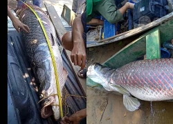 Ngư dân bắt được con cá hải tượng long dài 2,44 mét, nặng 120kg trên sông