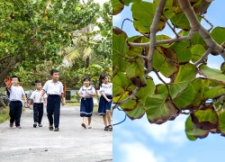 Nho Trường Sa giữa trùng khơi