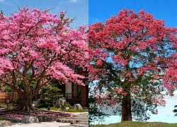 Cây cảnh thắp sáng trời tháng 11, gai góc giữ nhà, hồng rực vượng duyên, rước tài lộc, khai phú quý