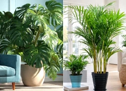 4 cây cảnh lá to được người giàu trồng làm máy lọc khí phong thủy, vừa hút cạn bụi mịn vừa chiêu tài giữ lộc
