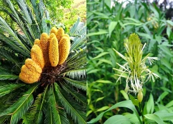 Loại cây ra hoa được người xưa trọng dụng, xem là biểu tượng của vượng tài, tụ lộc