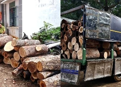 Từ vụ bắt giữ xe chở 10 tấn gỗ, phát hiện 451 cây rừng bị chặt hạ trái phép