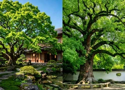 3 cây cảnh tích phúc, quý hiếm, sống lâu, trồng trước sân phúc lành trăm năm, gia đạo hưng long 3 đời