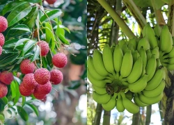 8 loại cây ăn quả "hút" vận may: Tất cả đều dễ trồng tại Việt Nam
