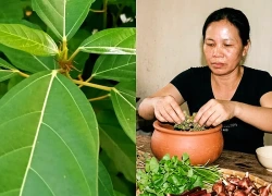 Bài thuốc có lá sung giúp thanh nhiệt