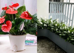 Cây cảnh cho ban công hướng Bắc: Hút tài lộc, vượng khí cho gia chủ
