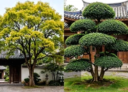 Cây cảnh "khô mộc phùng xuân" người giàu thích nhất, trồng trong nhà cơ nghiệp bền vững, gia tộc trường tồn