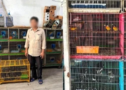 Thu giữ gần 300 cá thể chim chào mào, chích chòe than... không rõ nguồn gốc