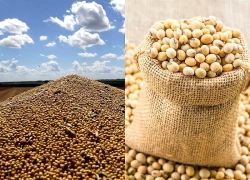 Giá đậu tương tại Mỹ chạm mức thấp nhất 7 tuần