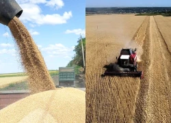 Hungary sẵn sàng cho ngũ cốc Ukraine quá cảnh sang Tây Âu