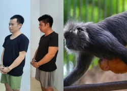 Khởi tố thêm 4 người trong vụ xẻ thịt 9 cá thể voọc bạc ở Phú Quốc
