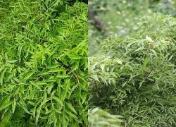 Lá đinh lăng tốt nhưng uống hằng ngày có phải là thói quen đúng?