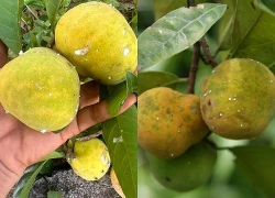 Loại quả chua kho cá, nấu canh, lá rất tốt cho người đau xương khớp