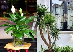 Loại cây cảnh nội thất đặt góc phòng khách vừa thanh lọc không khí vừa tụ vượng khí