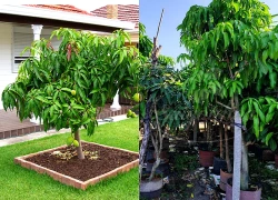Nhiều gia đình trồng xoài trong sân vườn: Hóa ra không chỉ để lấy quả