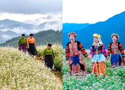 Tuyên Quang: Đến Phố Bảng ngắm hoa tam giác mạch bắt đầu nở rộ
