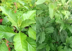 Tác dụng của cây lá đắng với sức khỏe