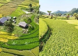Thái Nguyên: Mùa vàng trên Bản Tèn