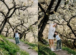 Vườn hoa mận nở trái mùa ở Sơn La thu hút du khách