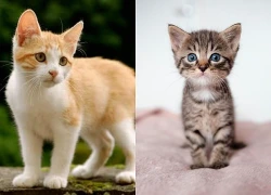 Trắc nghiệm: Chọn 1 chú mèo bạn thích nhất sẽ nói lên điều gì bạn quan tâm nhất