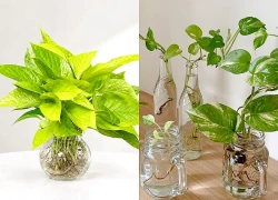 Cách trồng trầu bà thủy sinh đơn giản, cây nhanh ra rễ, xanh tốt