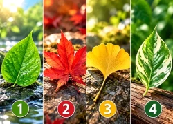 Chọn 1 chiếc lá để xem vận khí xung quanh bạn đang thế nào?