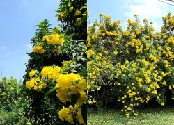 Đẹp ngỡ ngàng đường hoa chuông nở vàng rực rỡ ở Đoài Phương