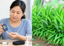 Người bệnh đái tháo đường uống nước lá dứa có giúp kiểm soát đường huyết?