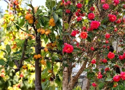 Người xưa nói: “Trồng cây lấy bóng, giữ cây lấy phúc” – Nhà có 3 cây này chớ vội chặt, càng lâu năm càng quý giá