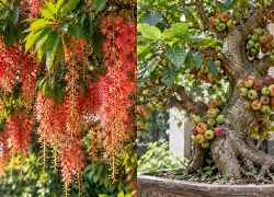 Ông bà dặn con cháu: "Nhà có cây quý, người có lộc bền" - Trồng 5 cây này thì nhà vượng - người may