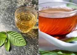 Uống trà lá ổi có giảm được mỡ bụng không?