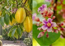 5 lý do gia đình có sân vườn nên trồng một cây khế trước nhà: Lý do cuối liên quan đến phong thủy
