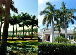 4 loại cây mọc trước cổng con cháu hưởng phú quý 3 đời