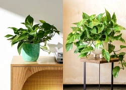 4 vị trí đặt cây trầu bà để rước tài lộc, may mắn đến nhà