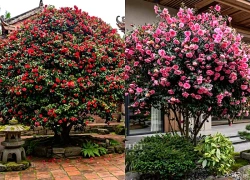 Cây cảnh vượng gia, hoa khai phú quý được giới nhà giàu kín tiếng ưa chuộng, rước bình an, tài lộc vào nhà