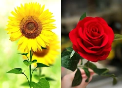 Chọn 1 bông hoa bạn ấn tượng nhất, xem bạn có vận may tài chính thế nào?
